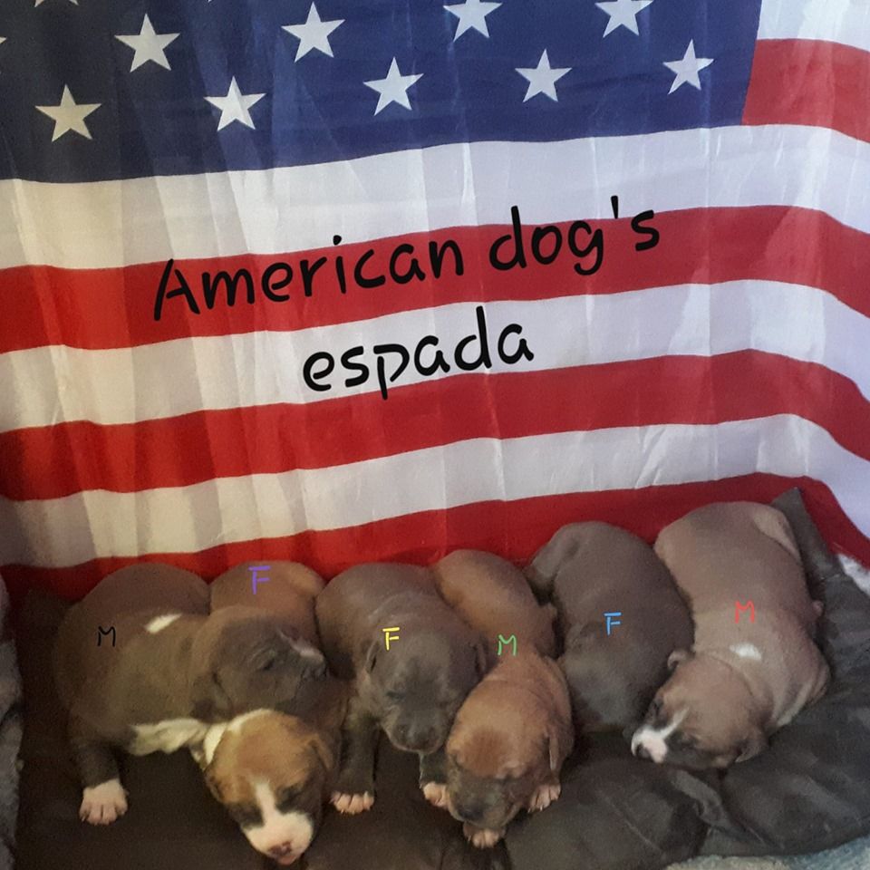 American Dog's Espada - American Staffordshire Terrier - Portée née le 05/06/2019